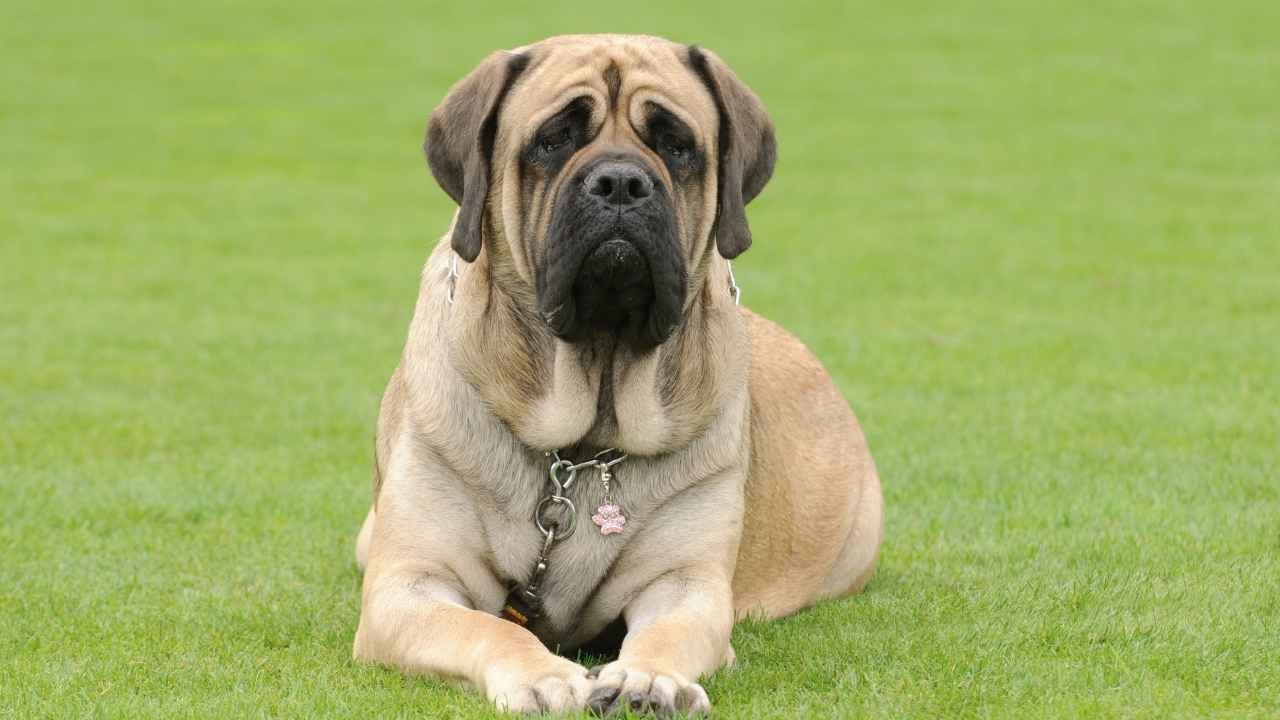 Mastiff