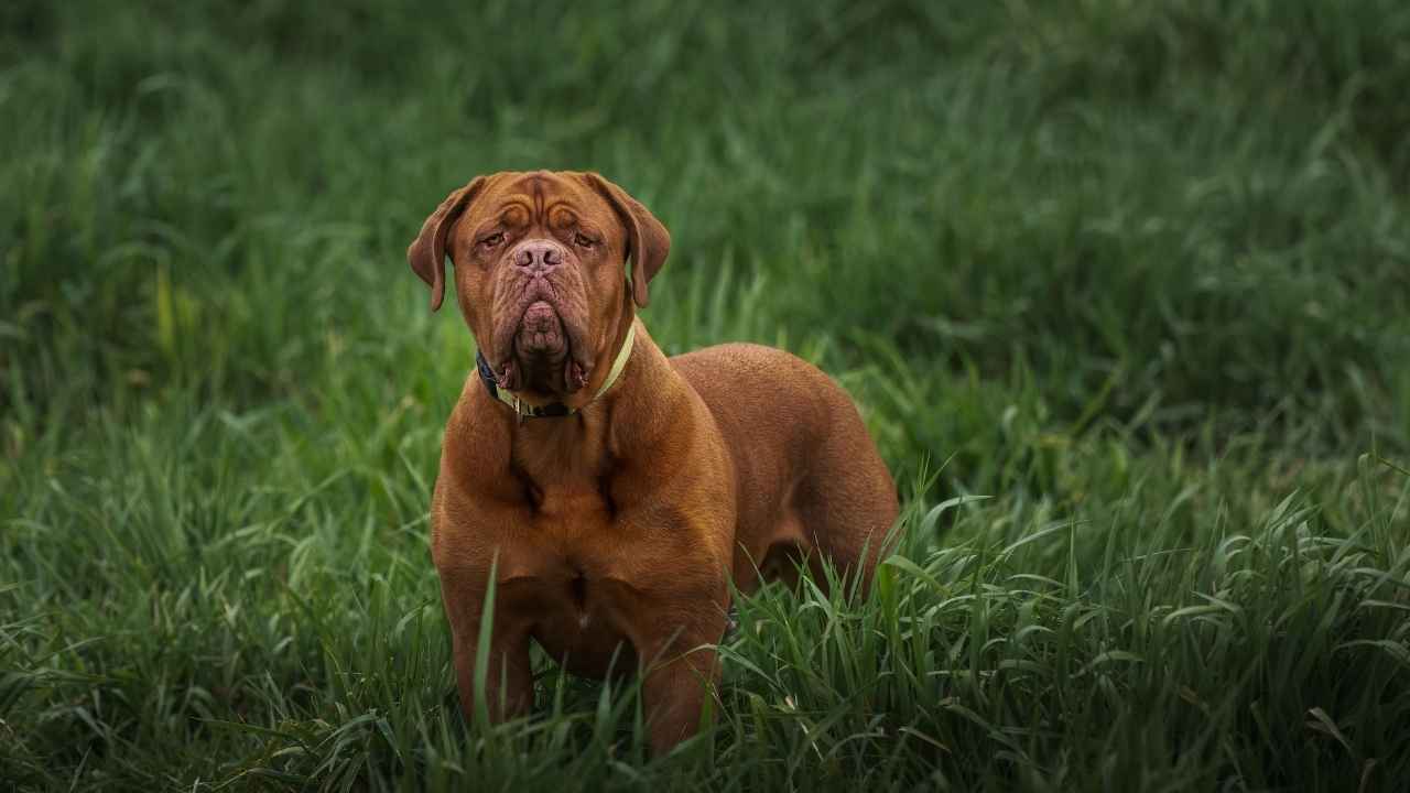 Mastiff