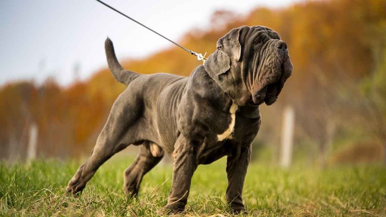 Mastiff