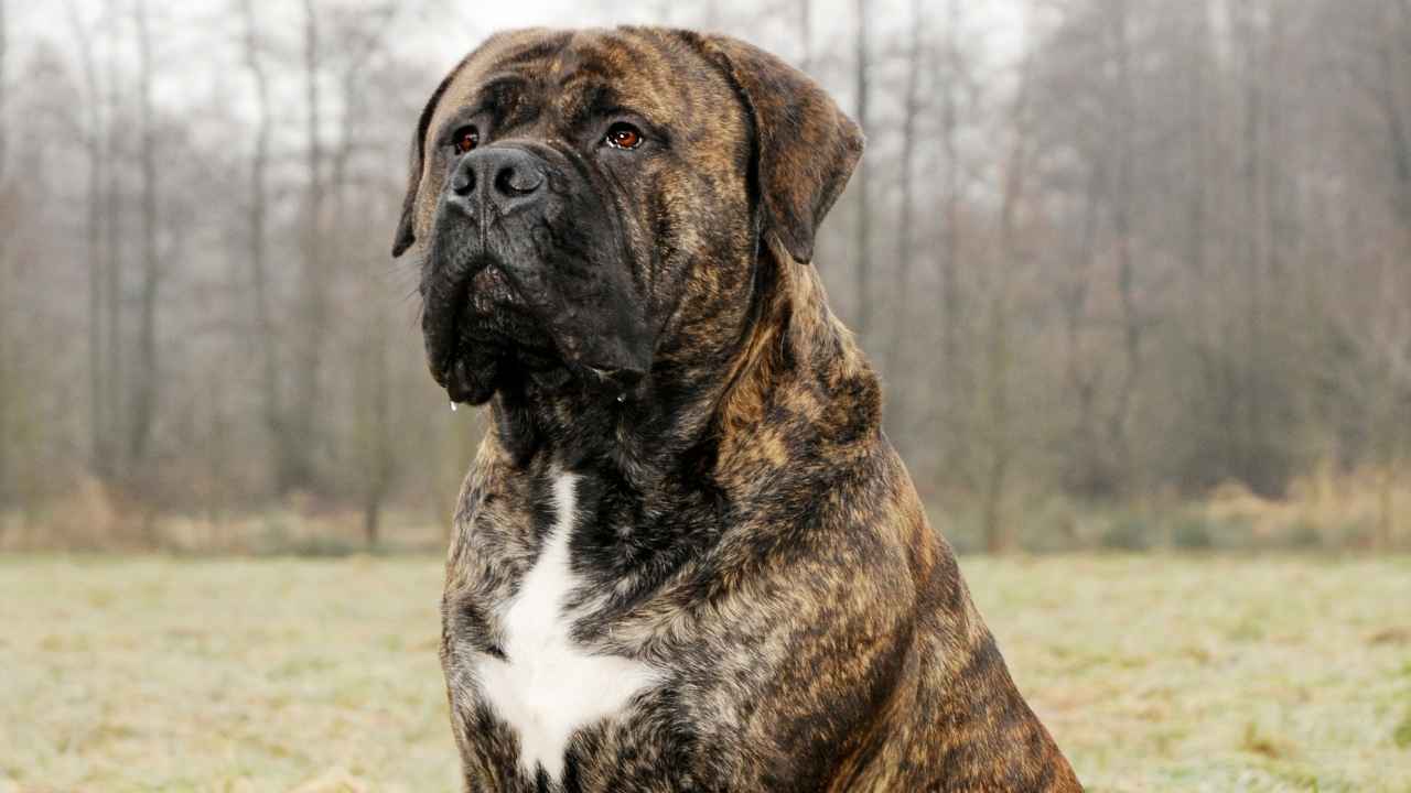 Mastiff