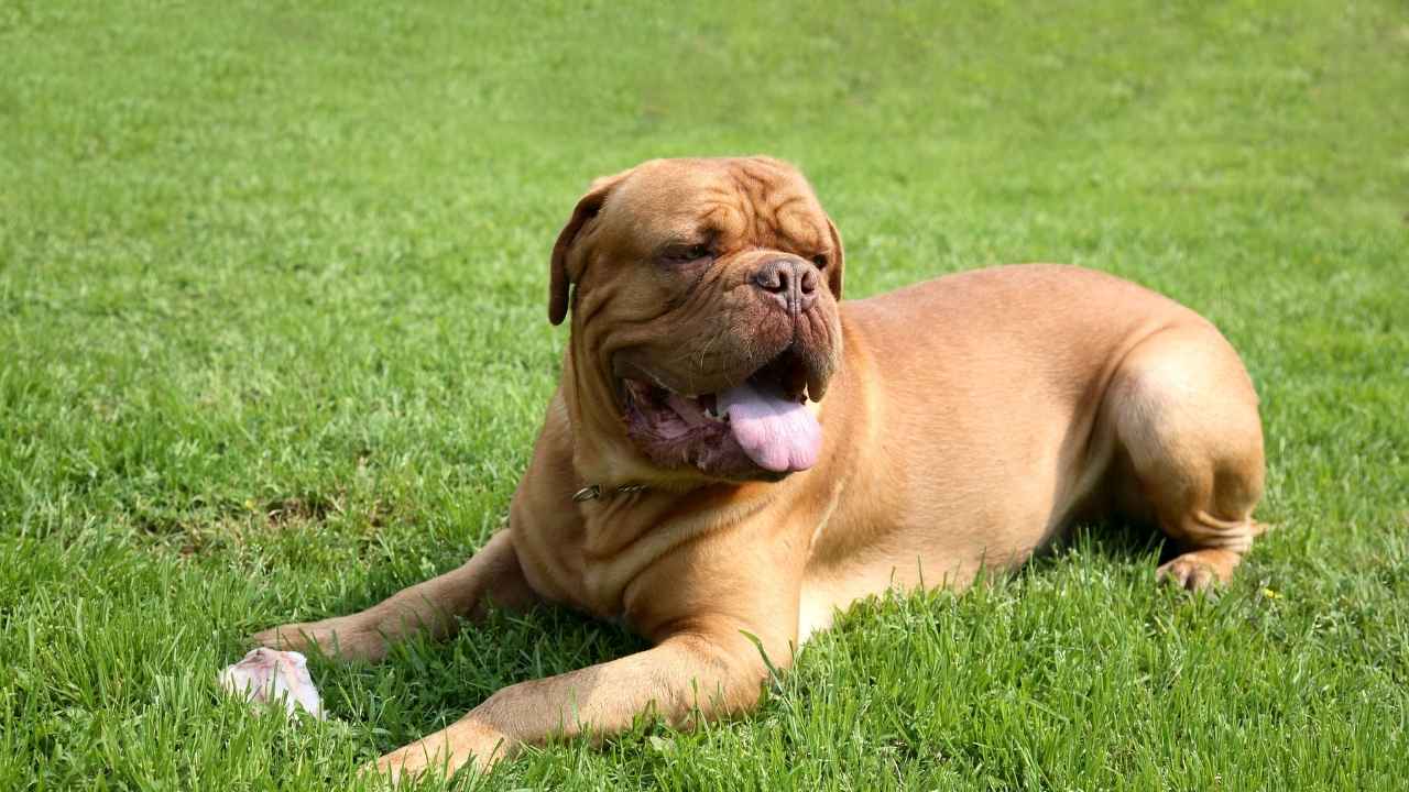 Mastiff