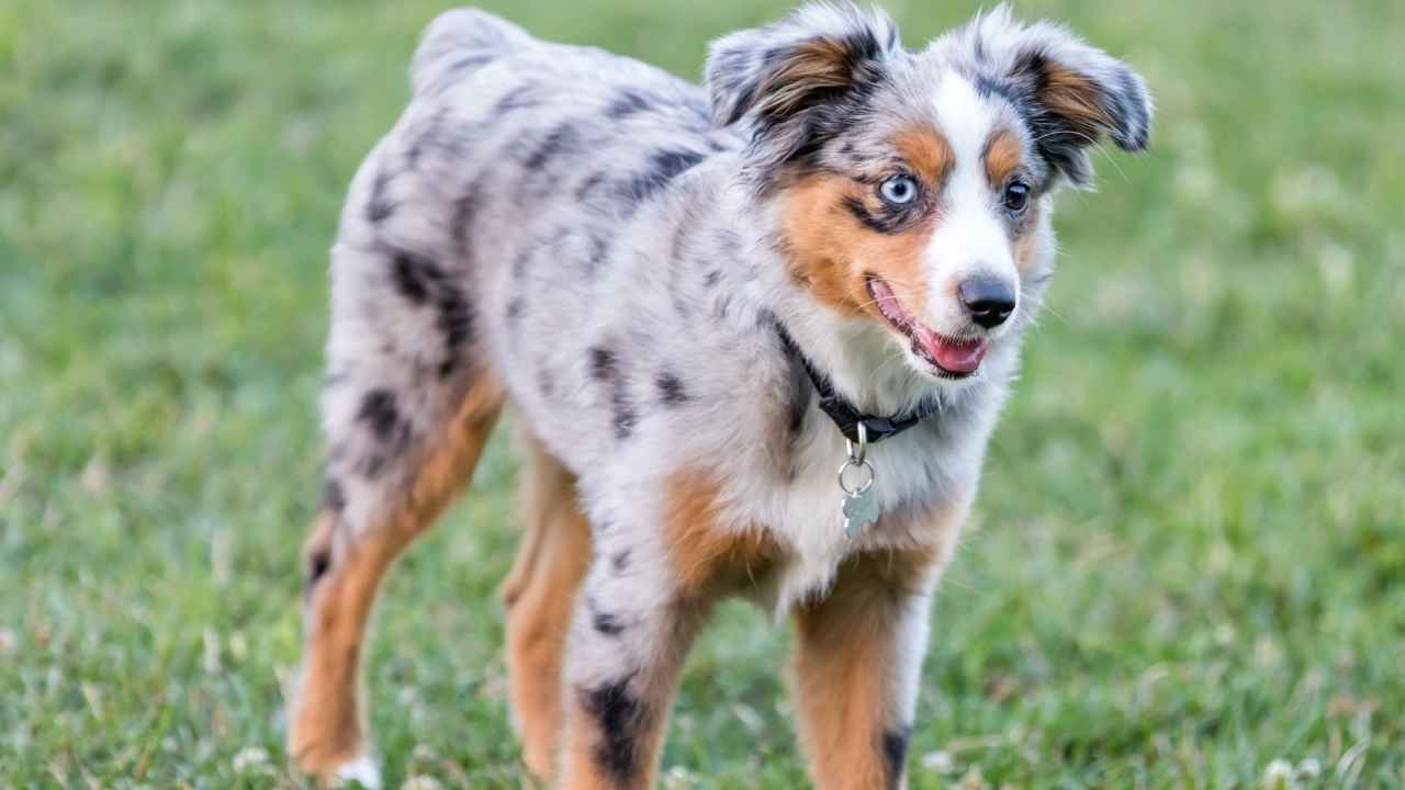 Miniature American Shepherd