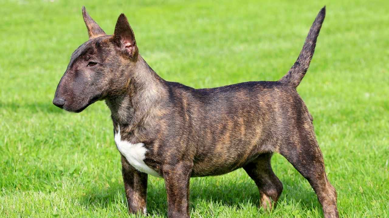 Miniature Bull Terrier