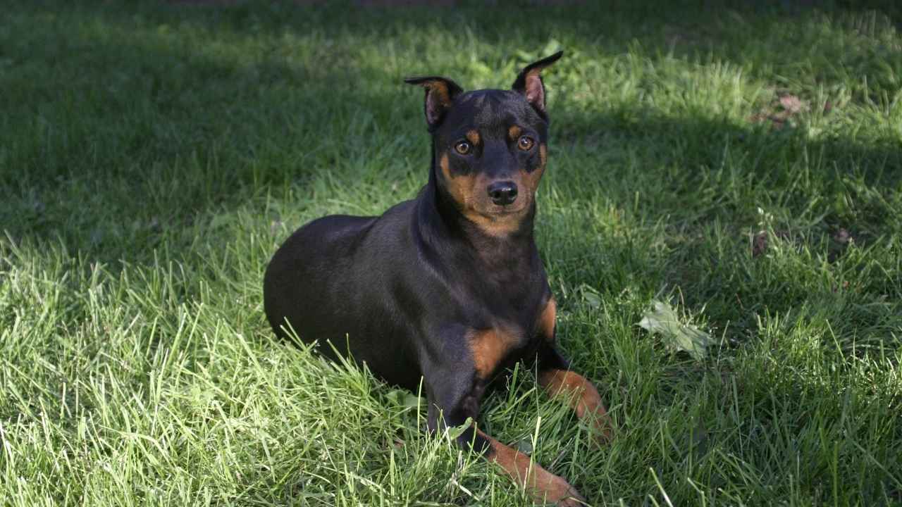 Miniature Pinscher