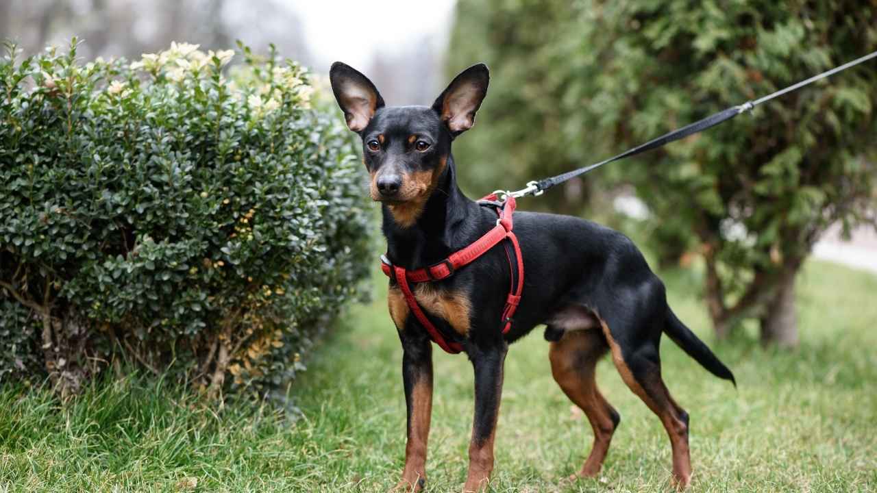 Miniature Pinscher