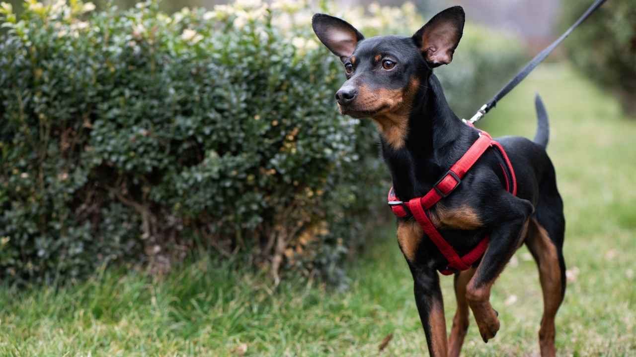 Miniature Pinscher