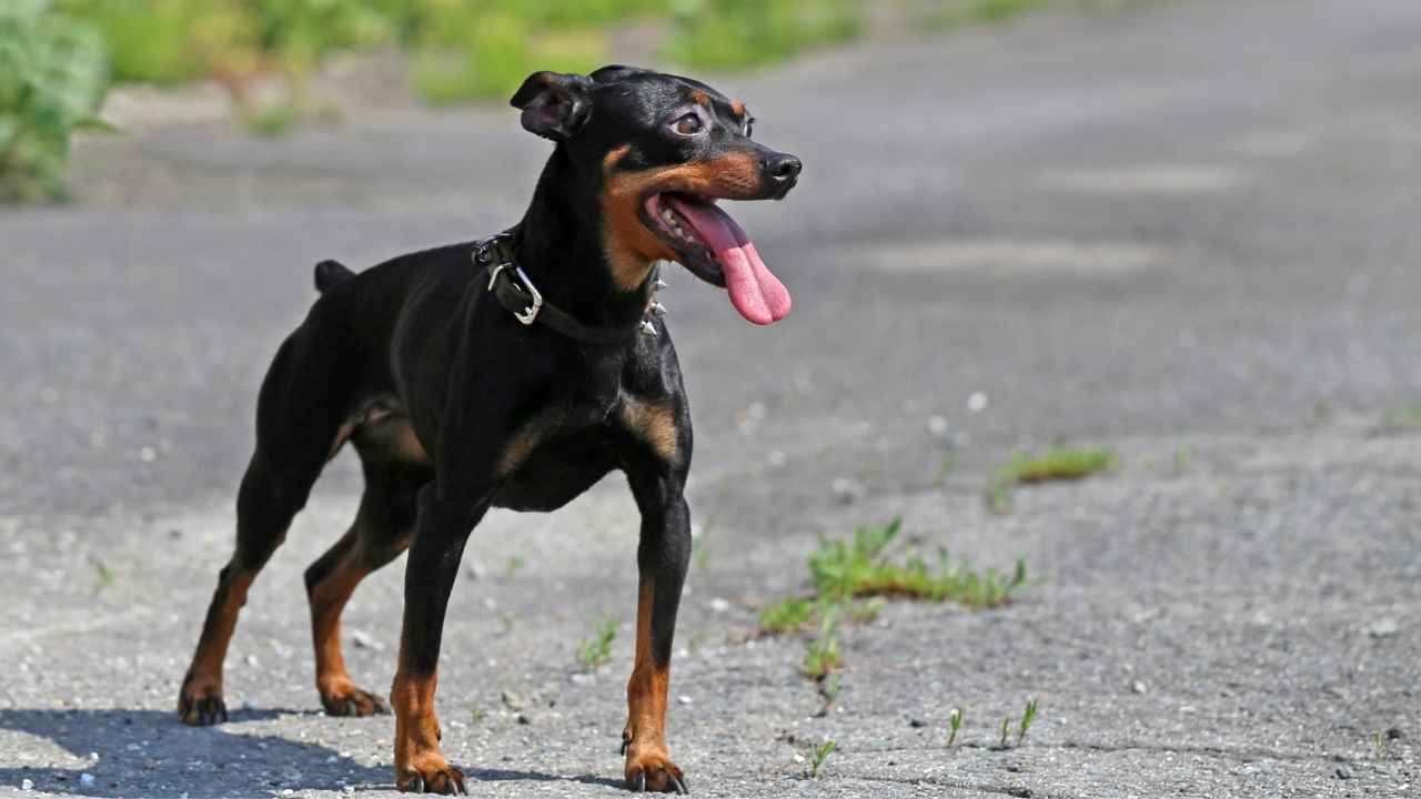 Miniature Pinscher