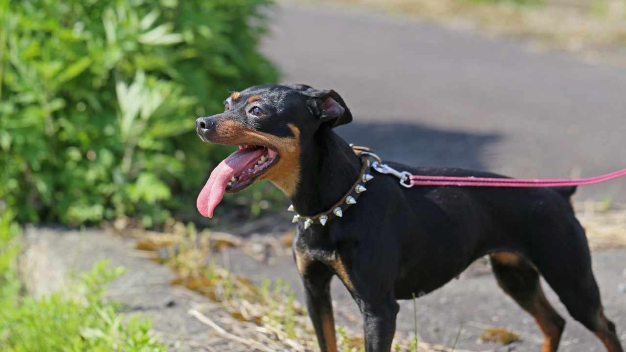 Miniature Pinscher