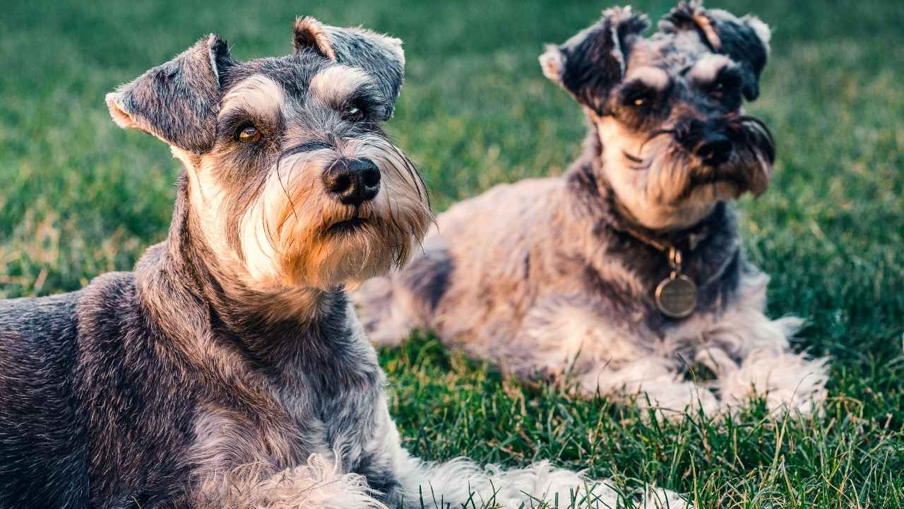 Miniature Schnauzer