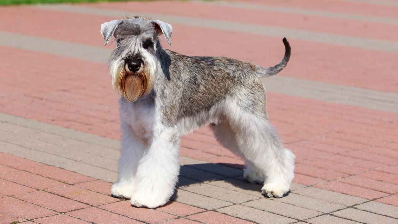 Miniature Schnauzer