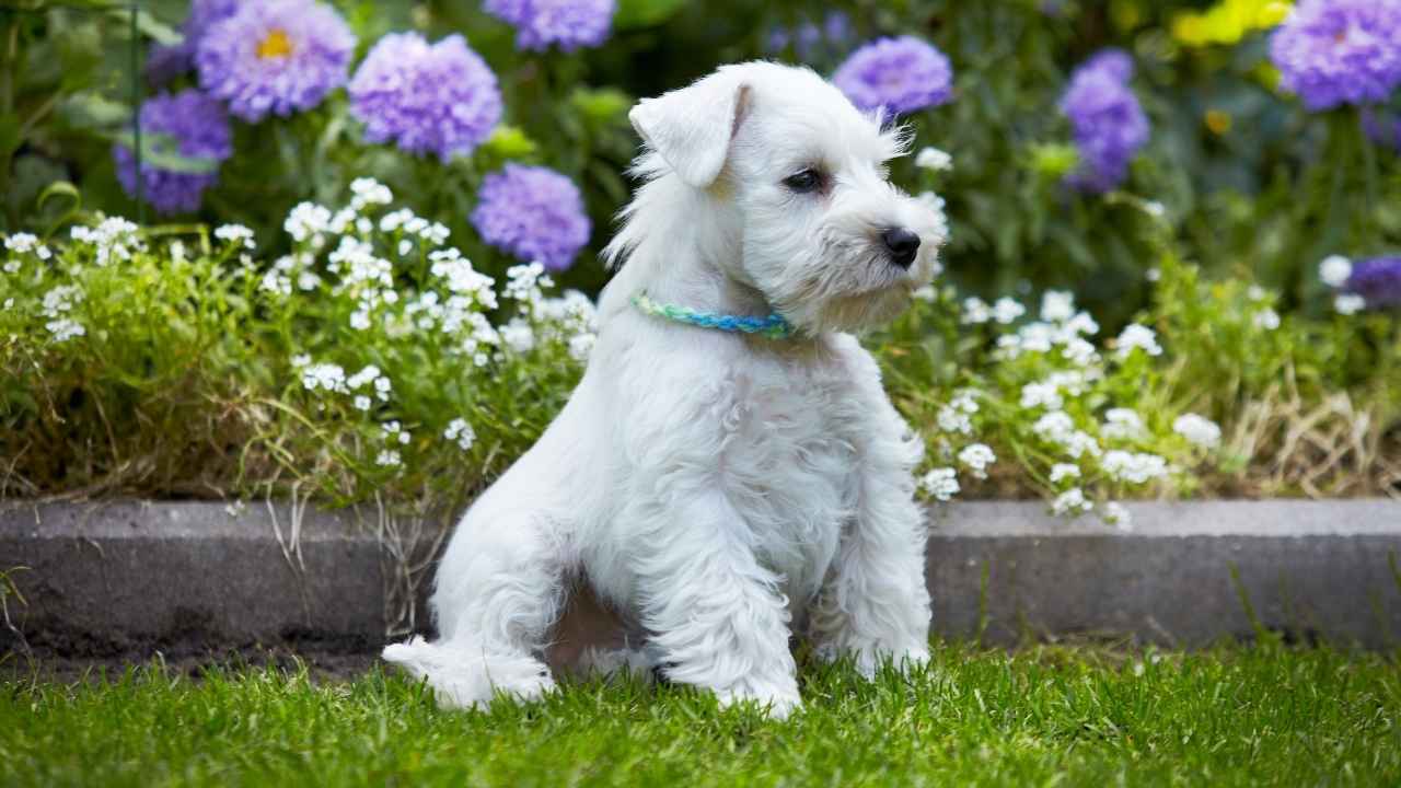 Miniature Schnauzer