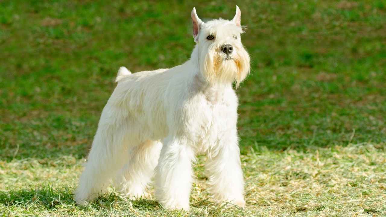 Miniature Schnauzer