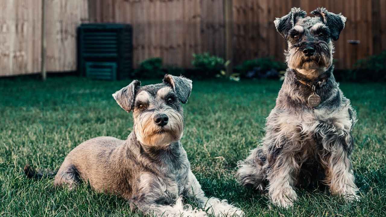 Miniature Schnauzer