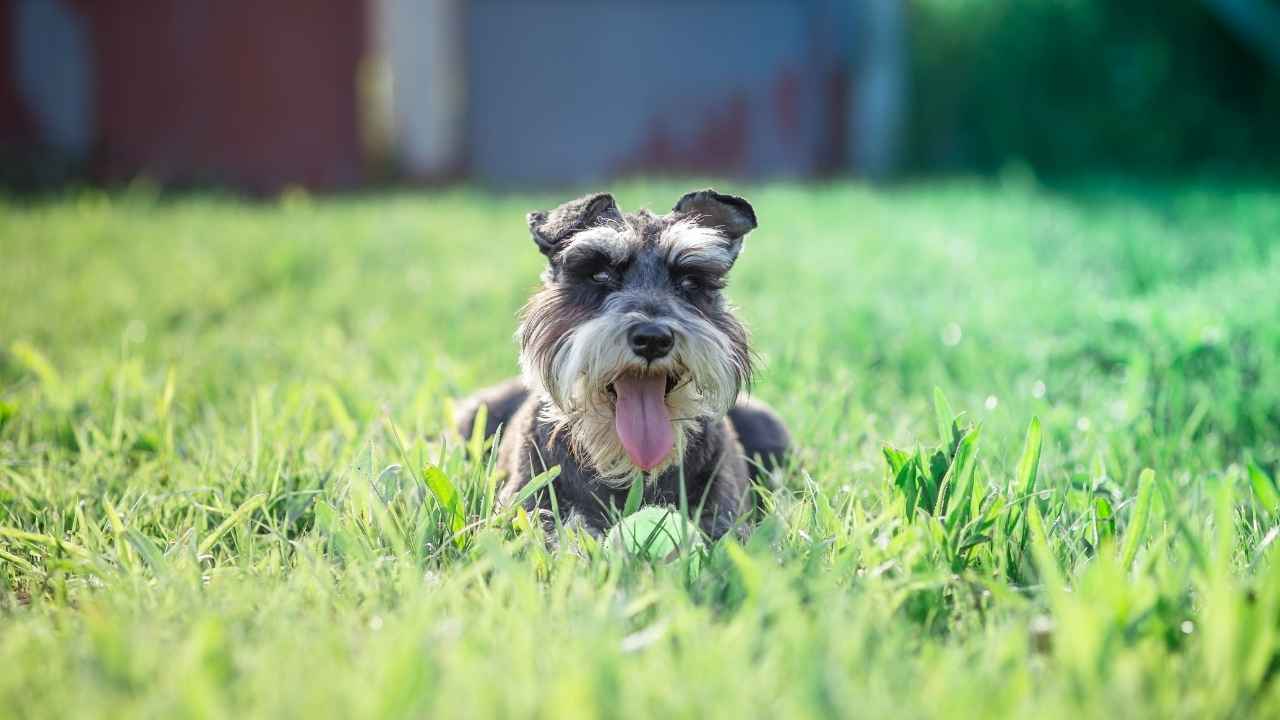 Miniature Schnauzer