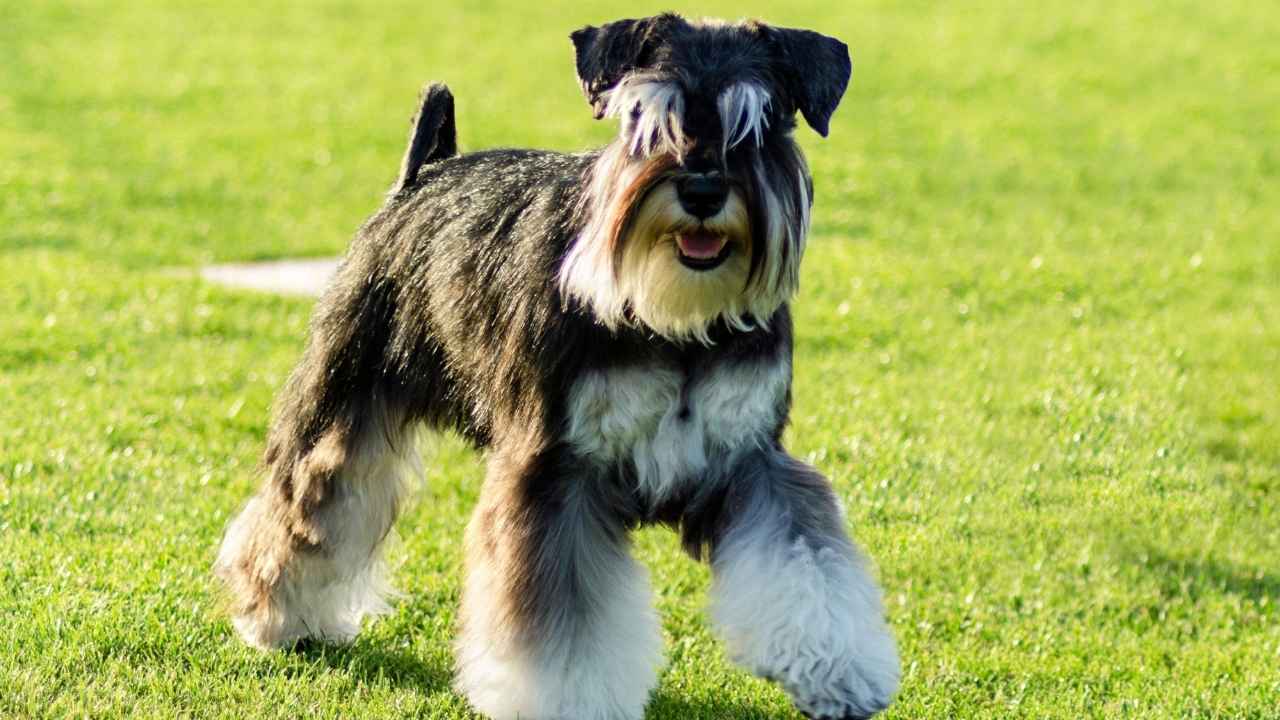 Miniature Schnauzer