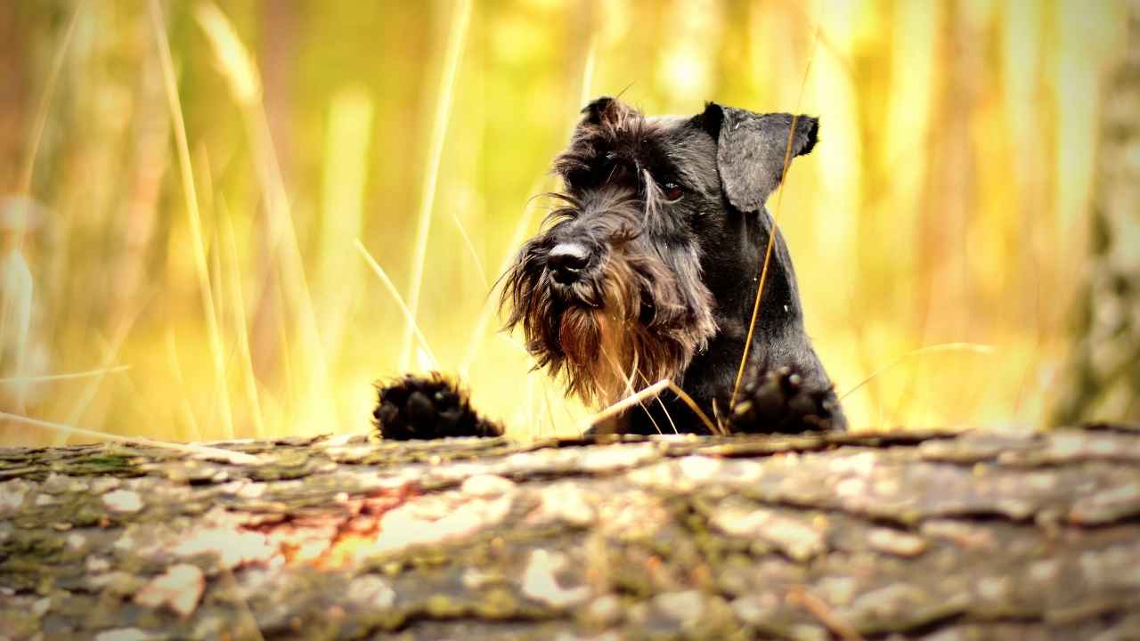 Miniature Schnauzer