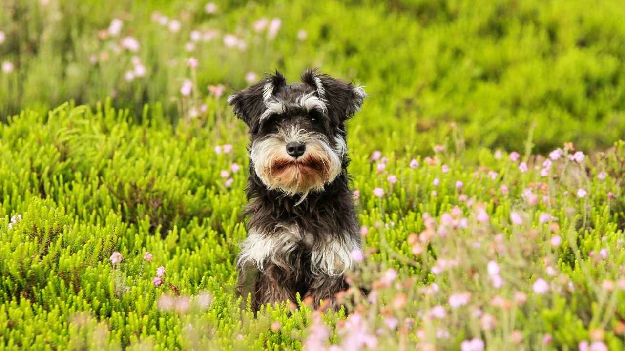 Miniature Schnauzer