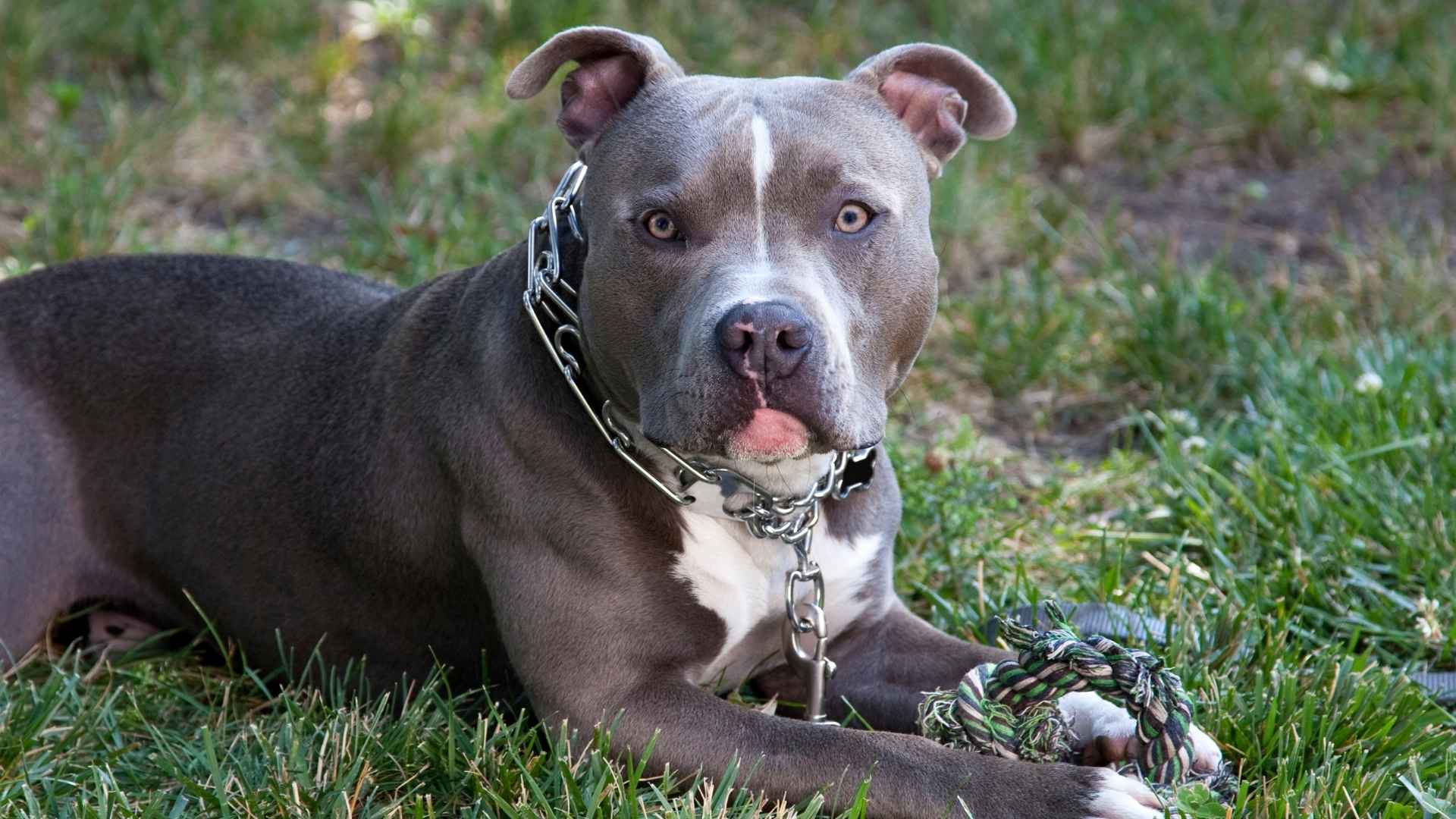 Most Banned Dog Breeds In The World