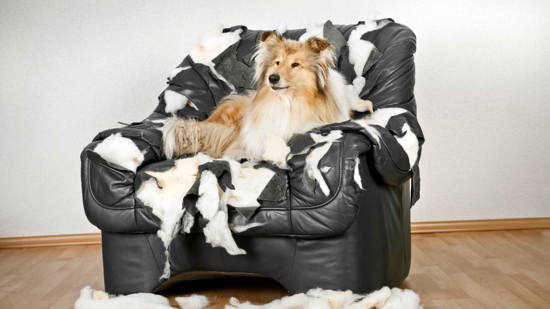 Most Destructive Dog Breeds