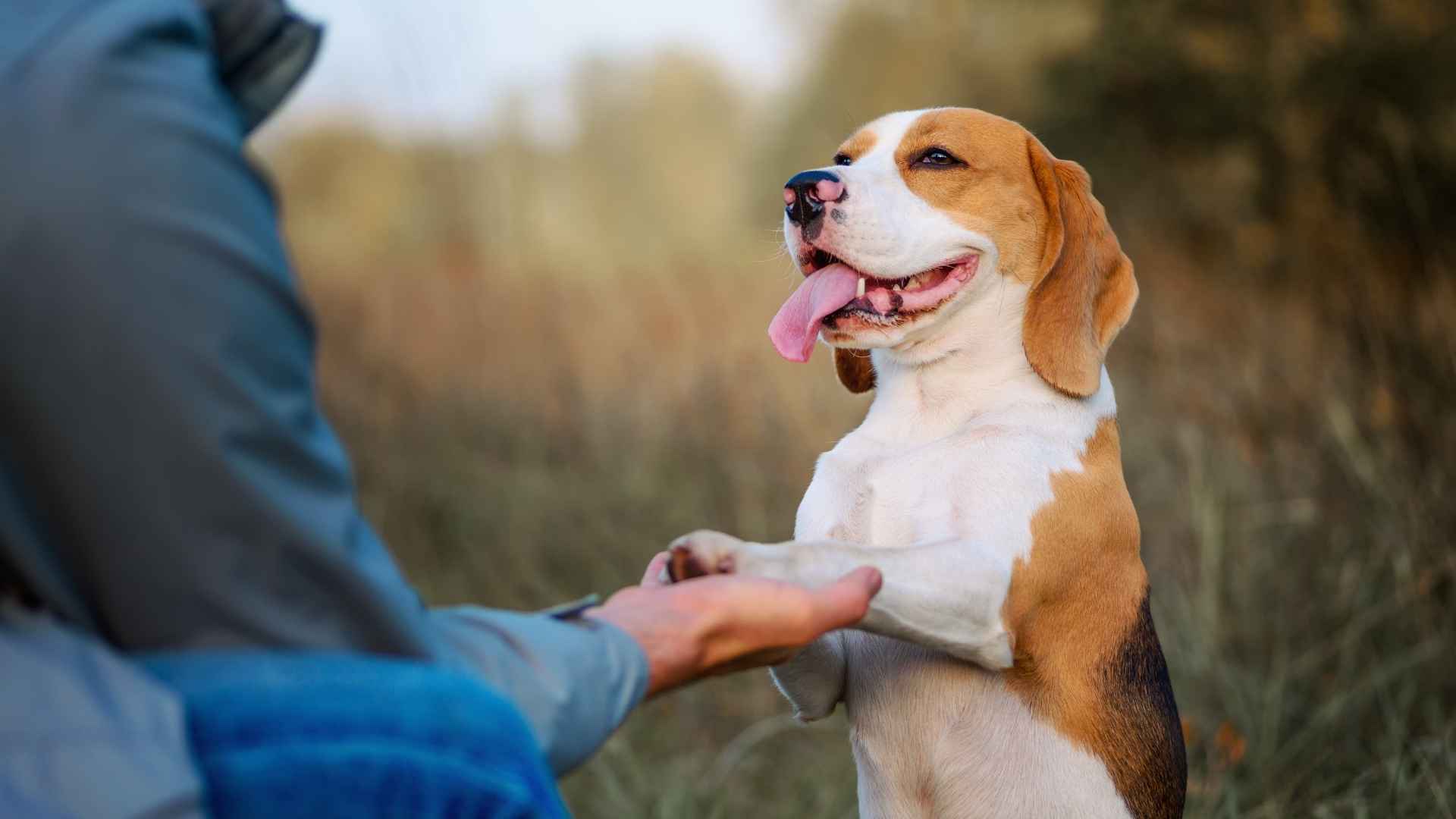 Most Famous Dog Breeds