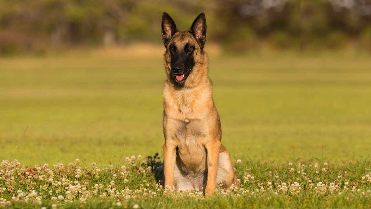 Most Intelligent Guard Dog Breeds