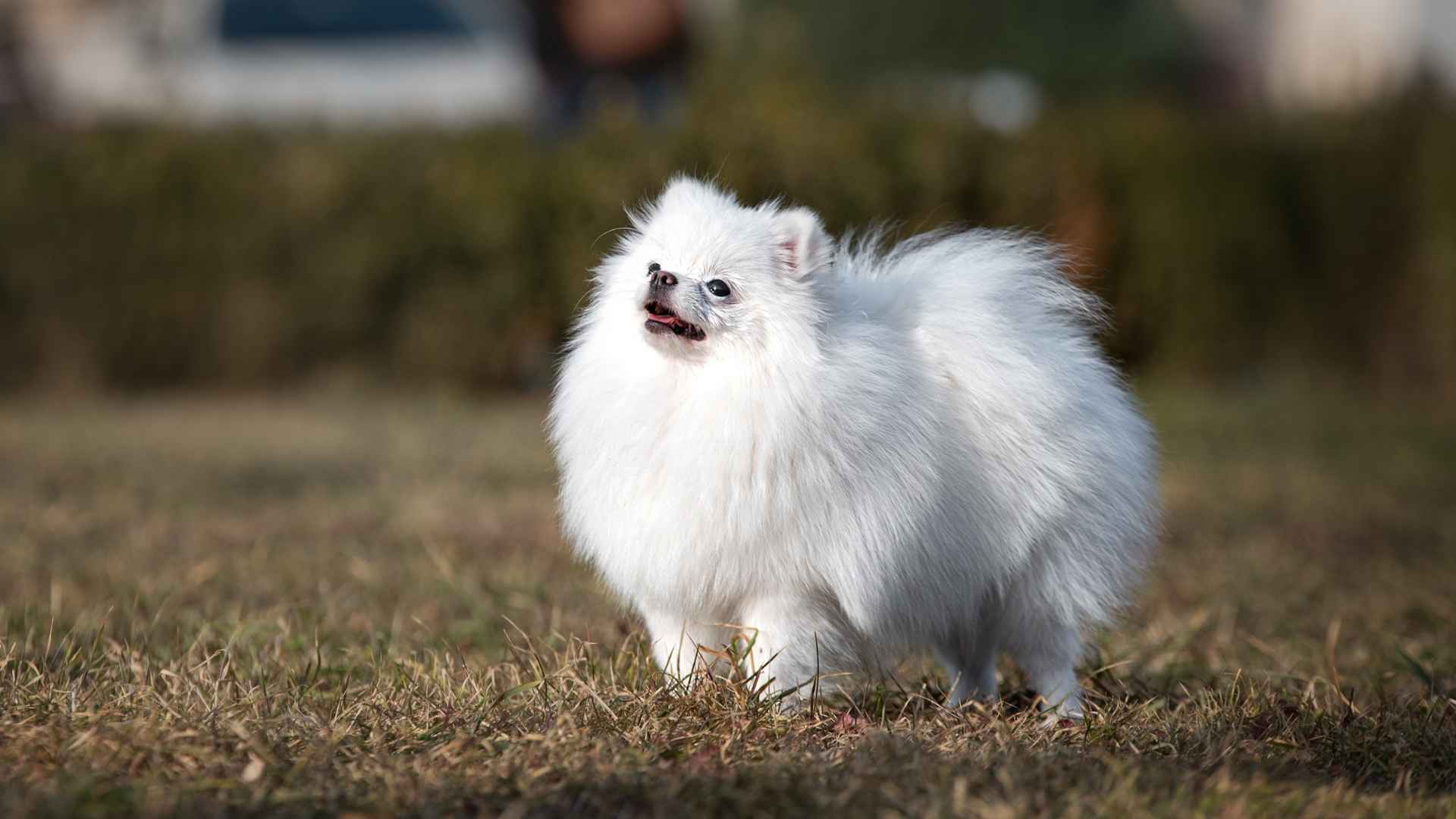 Most Popular Miniature Dog Breeds