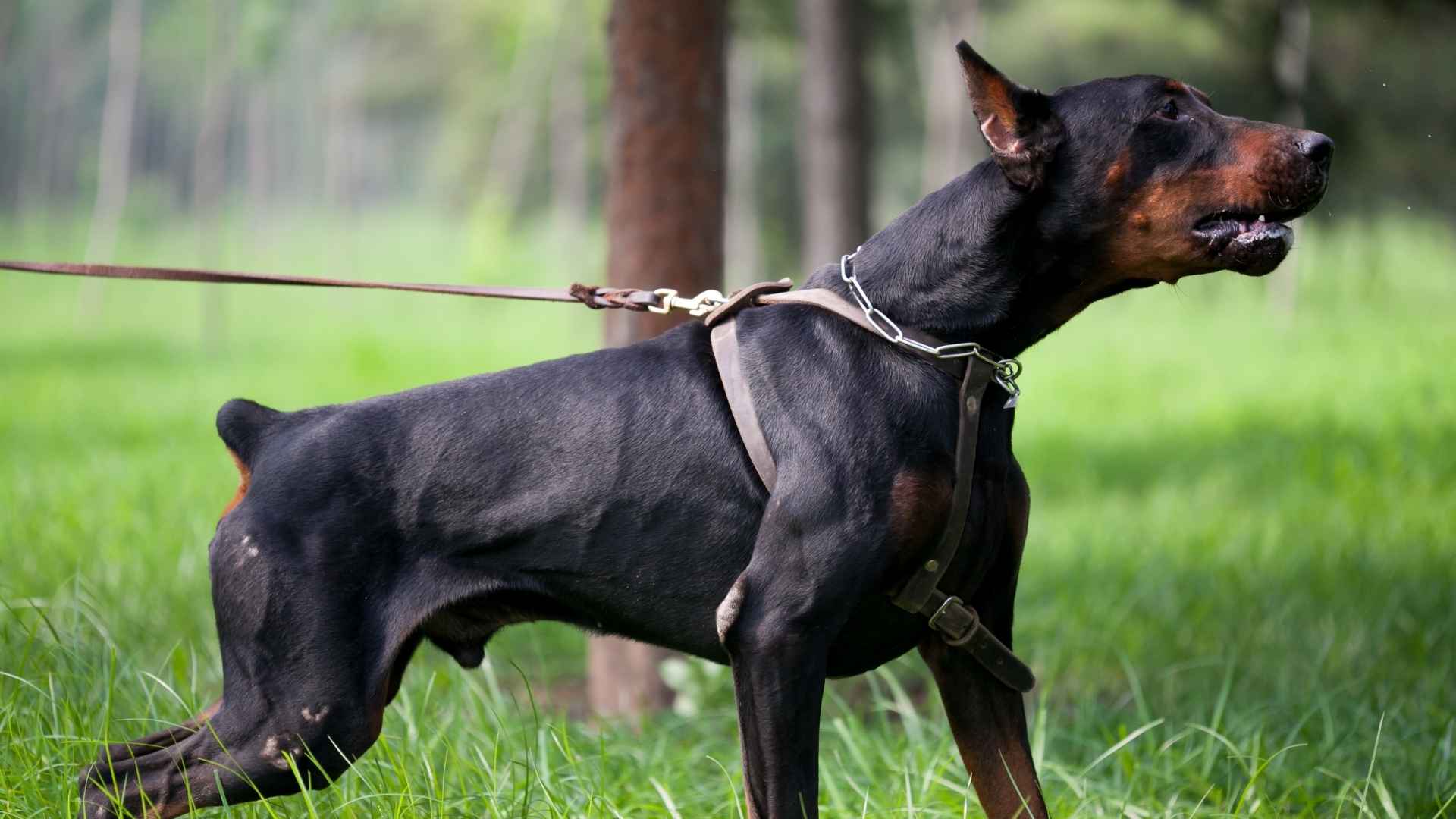 Most Reactive Guard Dog Breeds