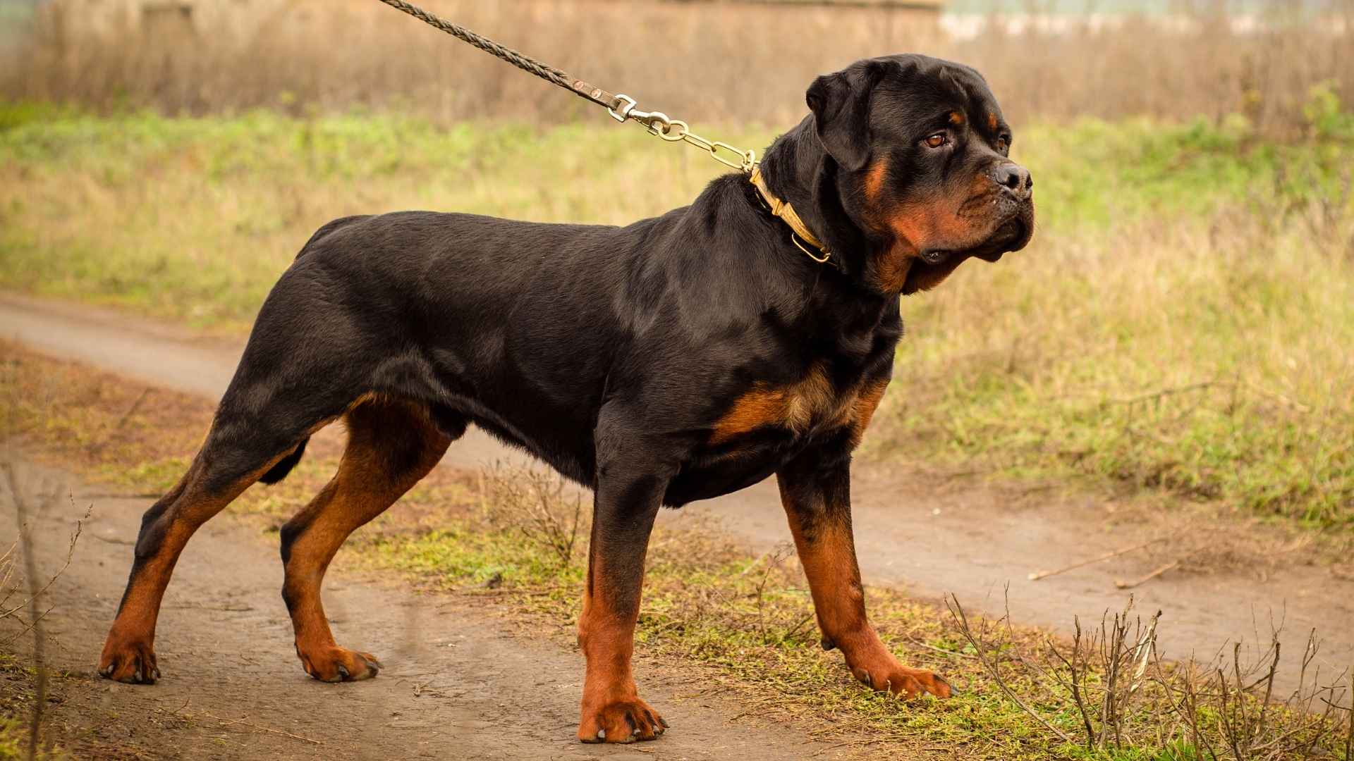 Most Strongest and Dangerous Dog Breeds