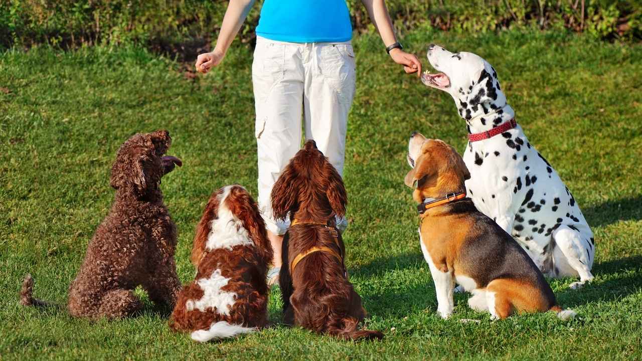 Most Trainable Dog Breeds