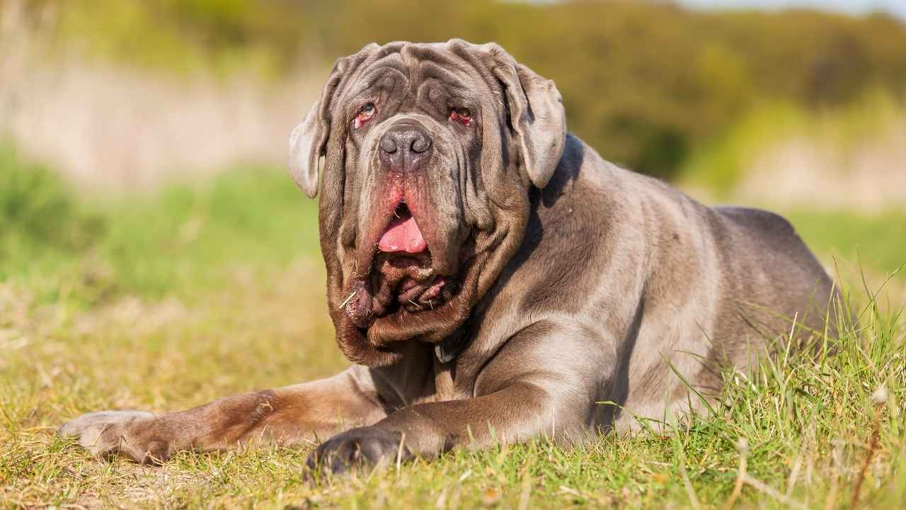 Neapolitan Mastiff