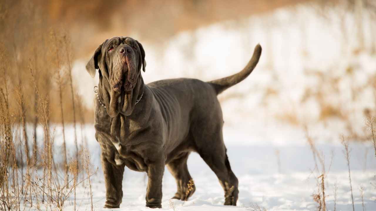 Neapolitan Mastiff