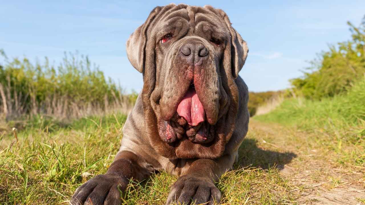 Neapolitan Mastiff