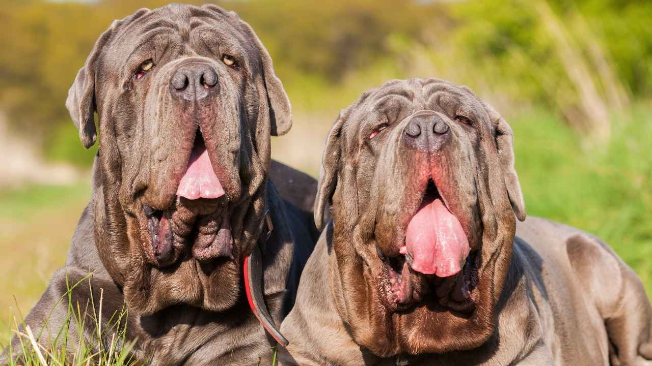 Neapolitan Mastiff