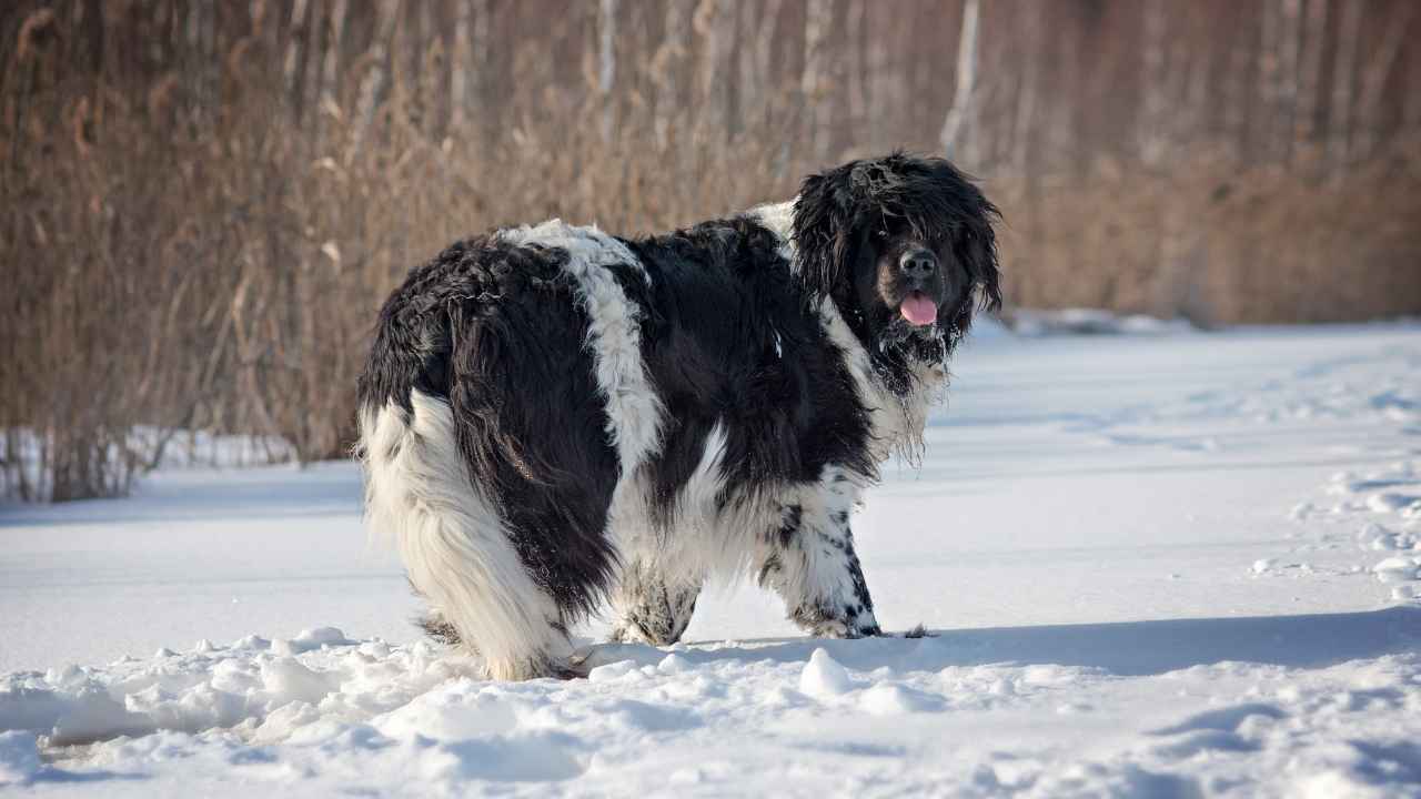 Newfoundland