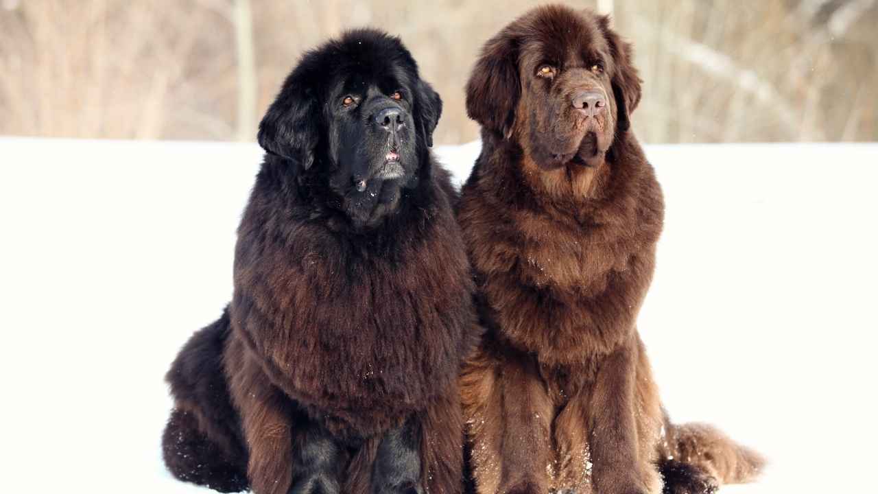 Newfoundland