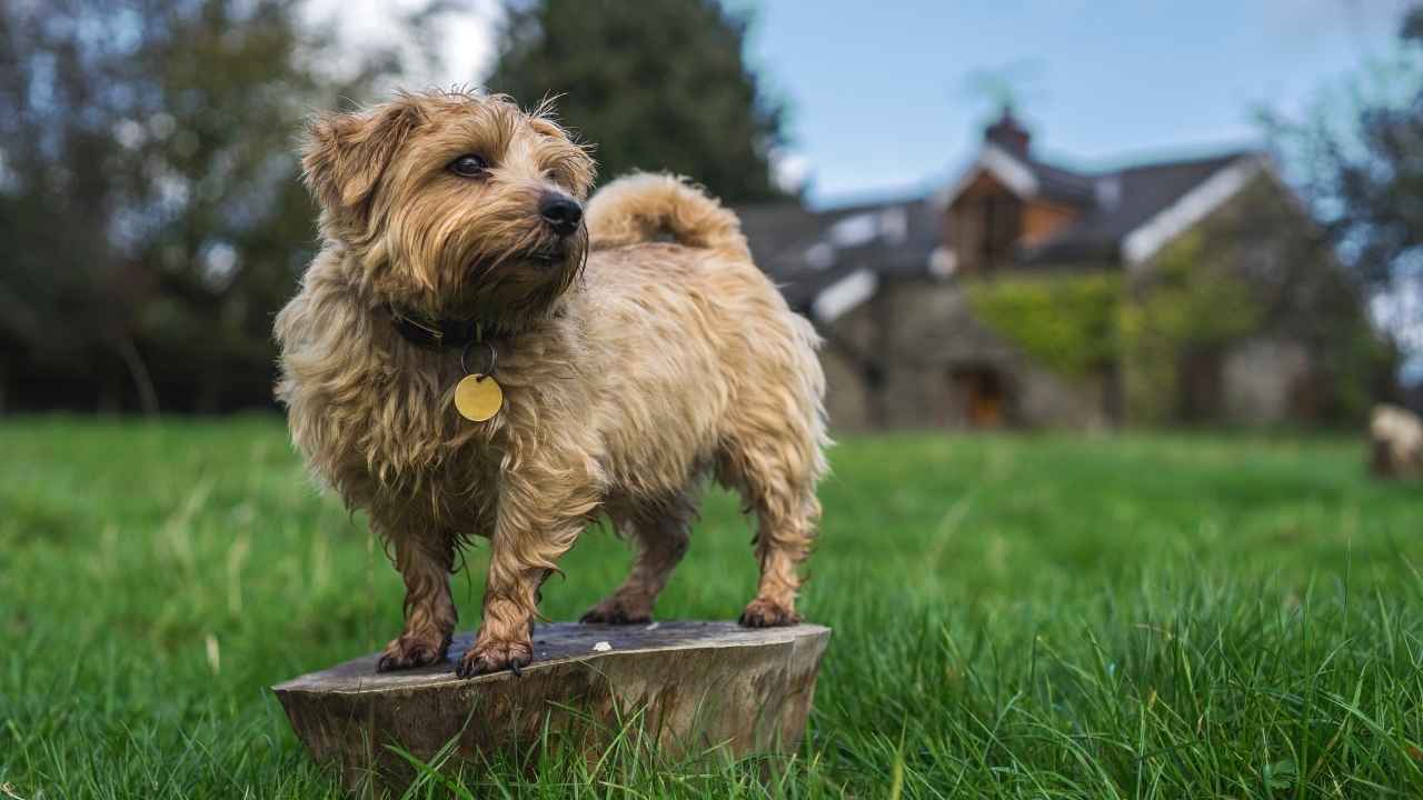 Norfolk Terrier