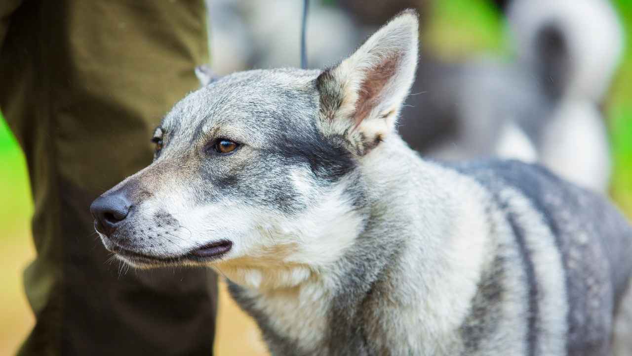 Norwegian Elkhound