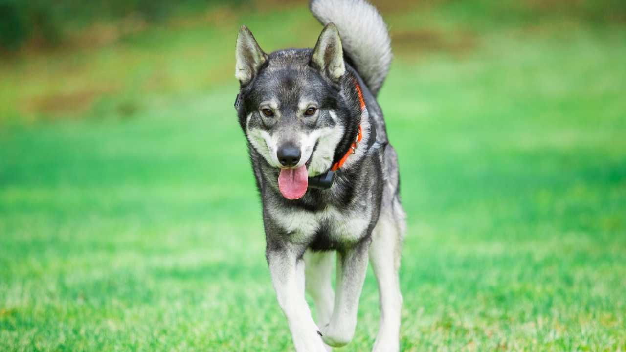 Norwegian Elkhound