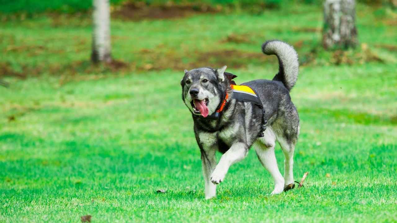 Norwegian Elkhound