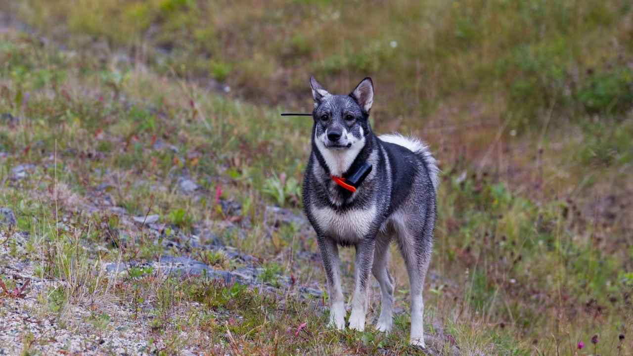 Norwegian Elkhound