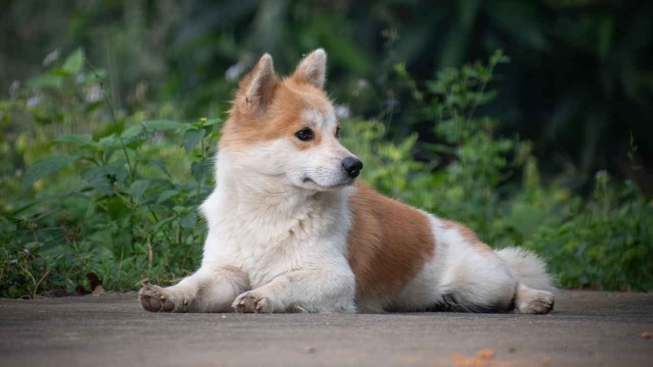 Norwegian Lundehund