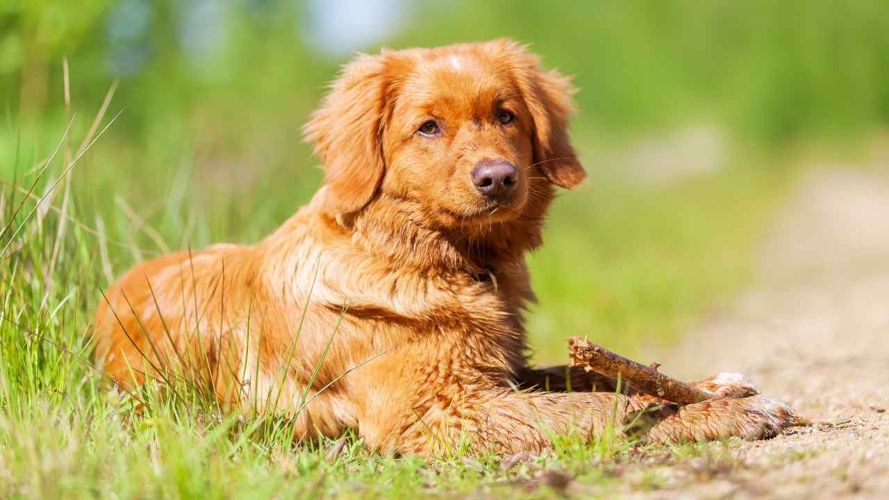 Nova Scotia Duck Tolling Retriever