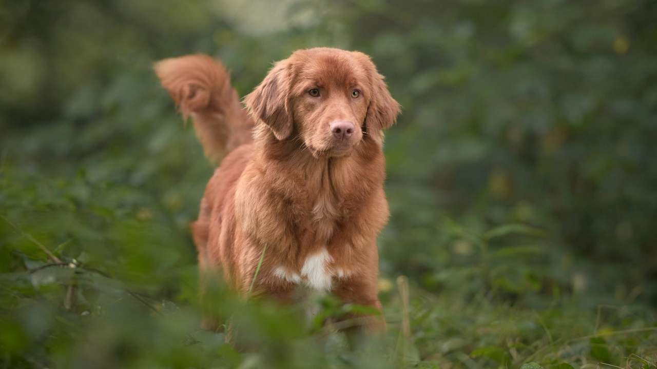 Nova Scotia Duck Tolling Retriever