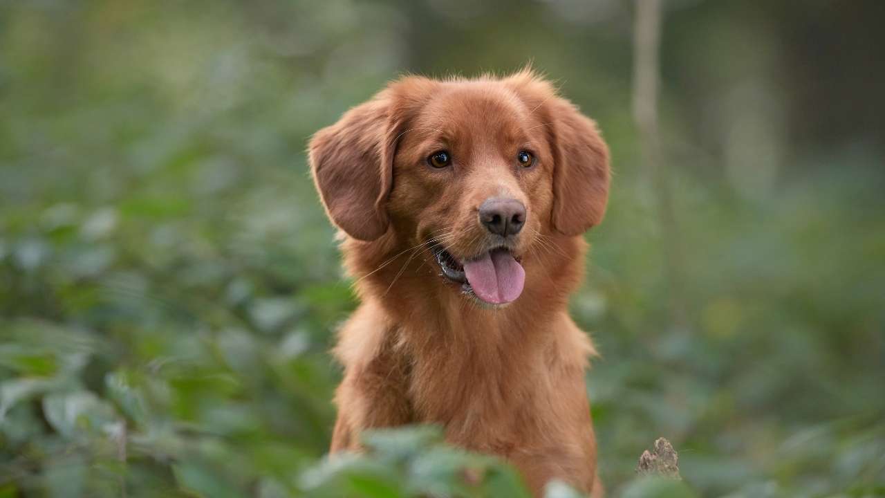 Nova Scotia Duck Tolling Retriever