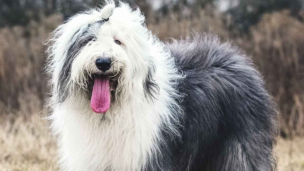 Old English Sheepdog