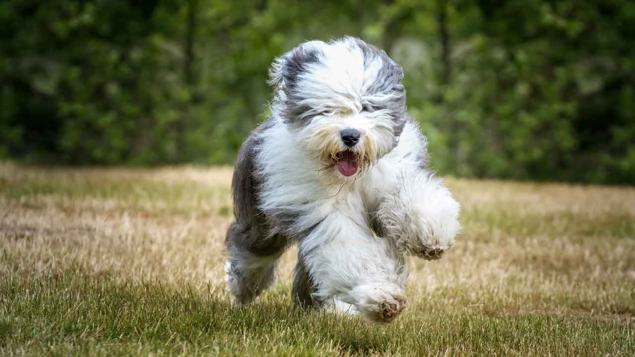 Old English Sheepdog