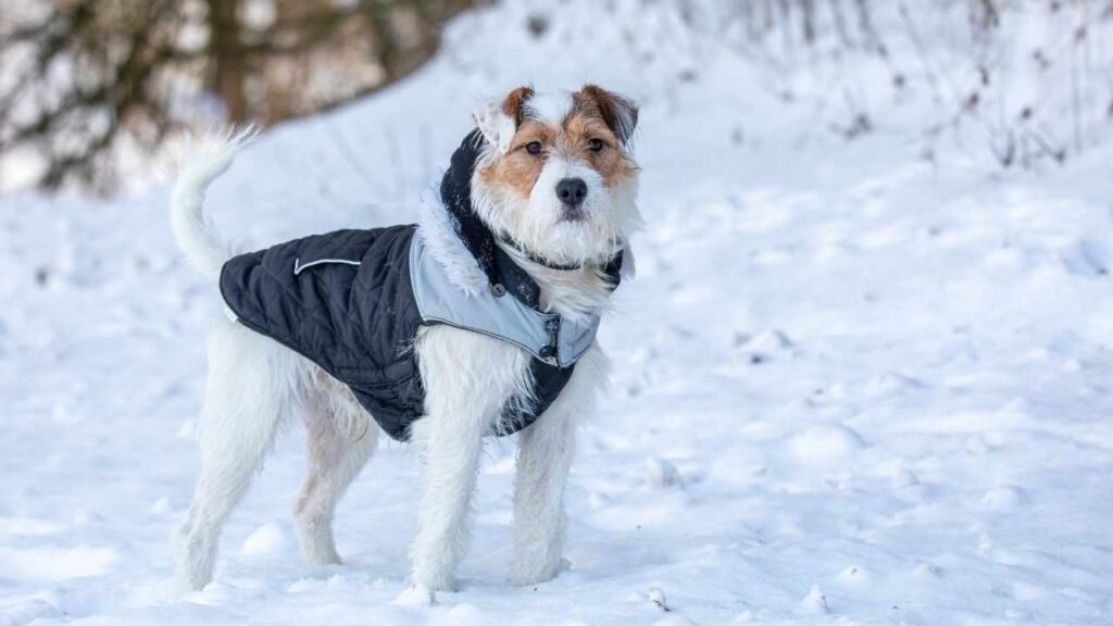 Parson Russell Terrier