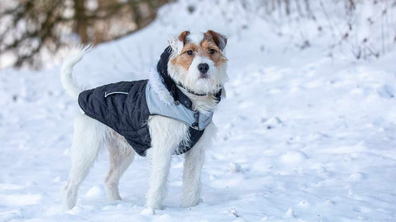 Parson Russell Terrier