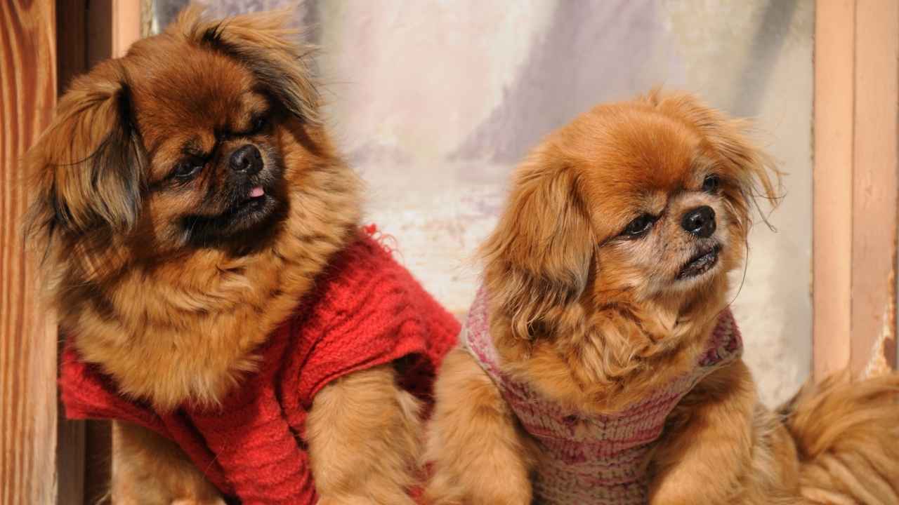 Pekingese