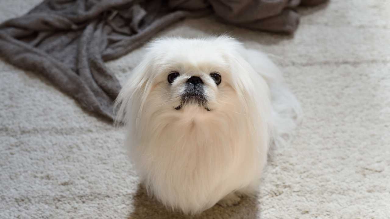 Pekingese